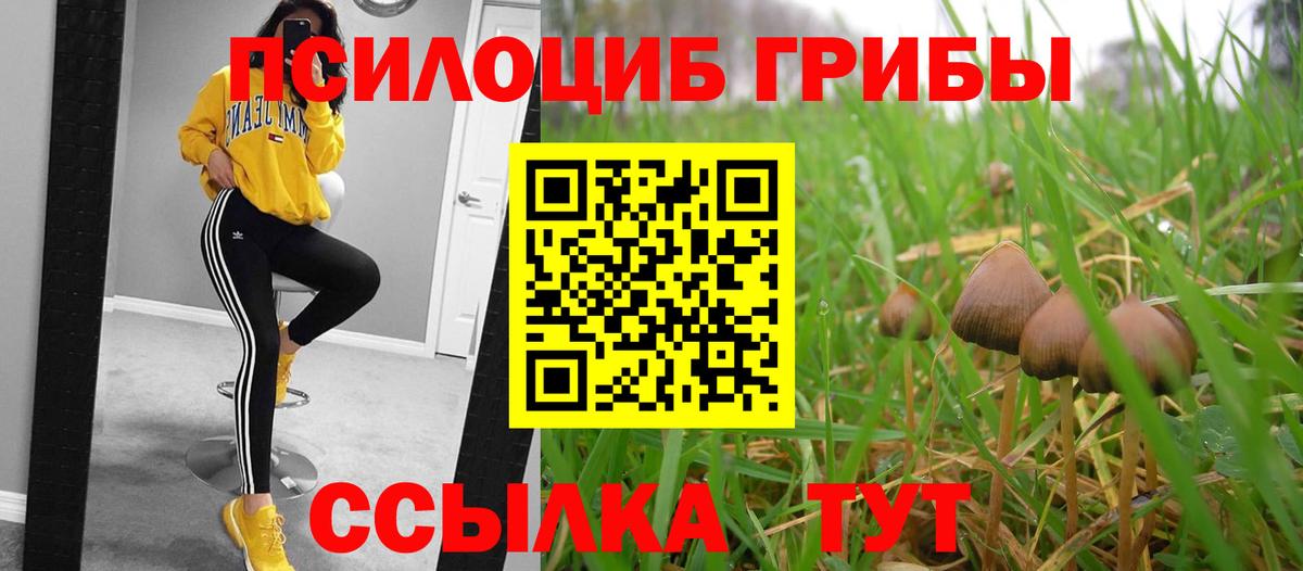 Галлюциногенные грибы Psilocybine cubensis Копейск